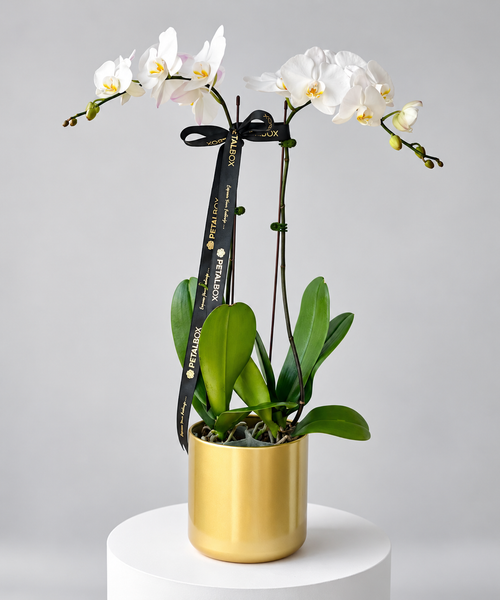Two white Phalaenopsis orchid plants in a golden pot