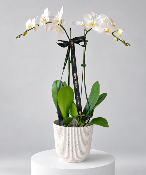 White Orchid Phalaenopsis