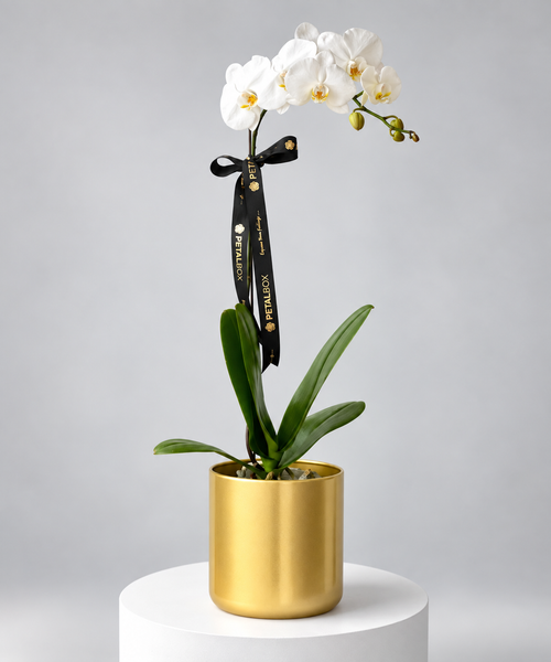 White Phalaenopsis orchid plant in a golden pot