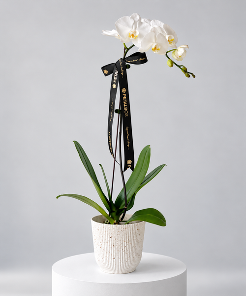 Single Phalaenopsis White Orchid