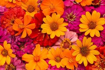 The-Importance-of-Gifting-Flowers-to-Your-Loved-Ones