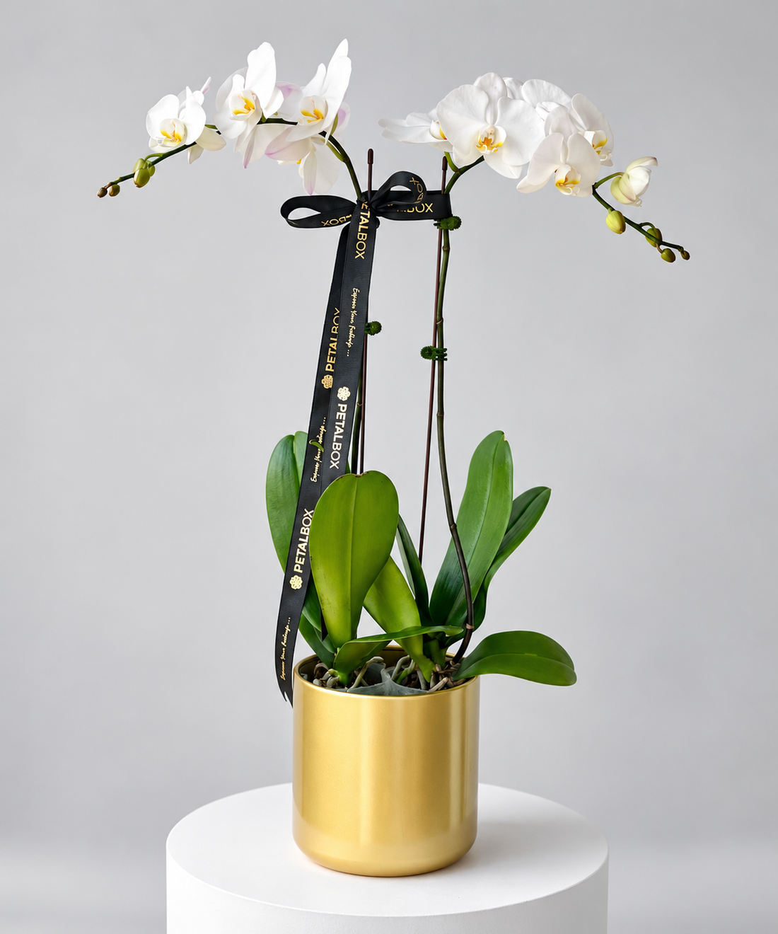 Two white Phalaenopsis orchid plants in a golden pot