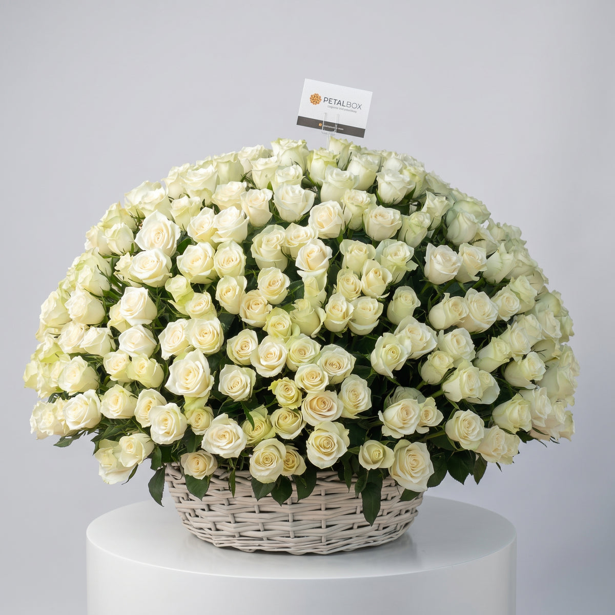 300 White Roses Basket
