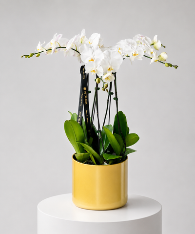 5 White Phalaenopsis Orchid Plants in Golden Pot