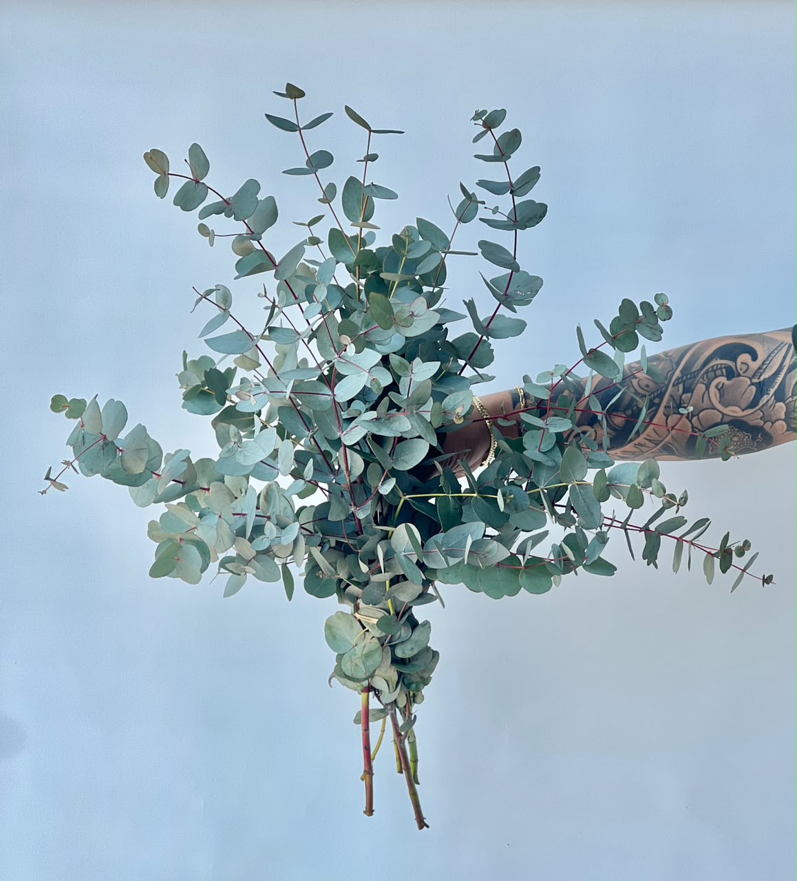 fresh eucalyptus bunch with 10 fresh stems by Petal Box