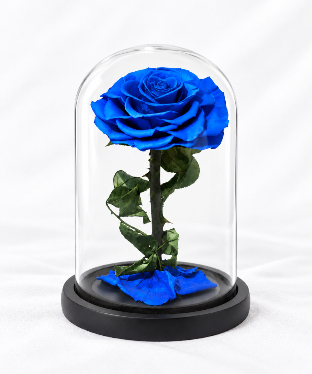 Luxury blue forever rose preserved under a clear glass dome an everlasting blue rose gift for anniversaries, birthdays and romantic occasions, available from Petal Box with flower delivery in Abu Dhabi and Dubai, UAE.