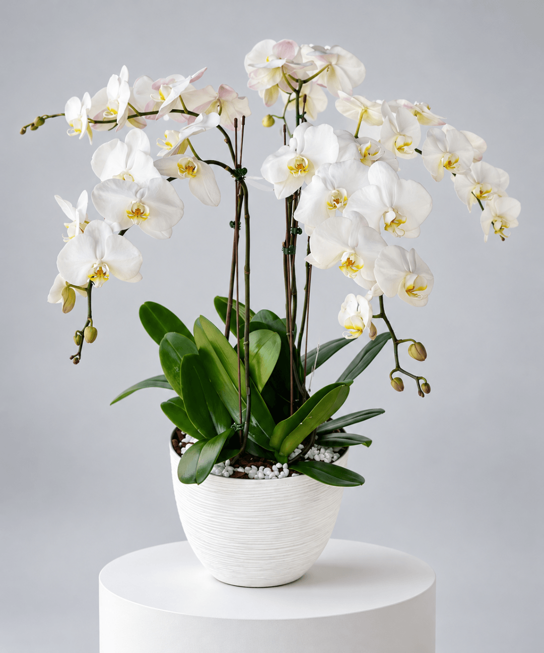 luxury white Phalaenopsis orchid plant with cascading white blooms and yellow centres, lush green leaves in an elegant textured white ceramic pot, premium indoor orchid plant gift by Petal Box for homes and offices in Abu Dhabi and Dubai