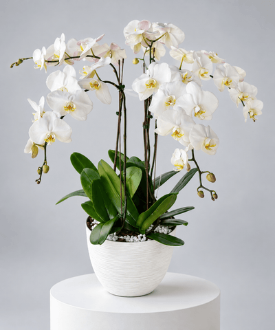 Phalaenopsis White Orchid