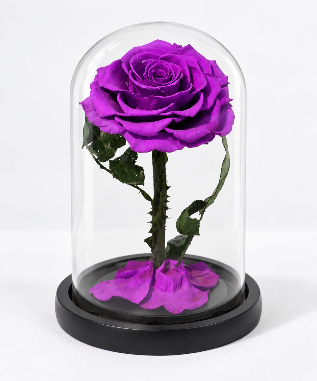 Luxury purple forever rose preserved under a clear glass dome  an everlasting purple rose gift for anniversaries, birthdays and romantic occasions, available with flower gifting delivery in Abu Dhabi and Dubai, UAE.