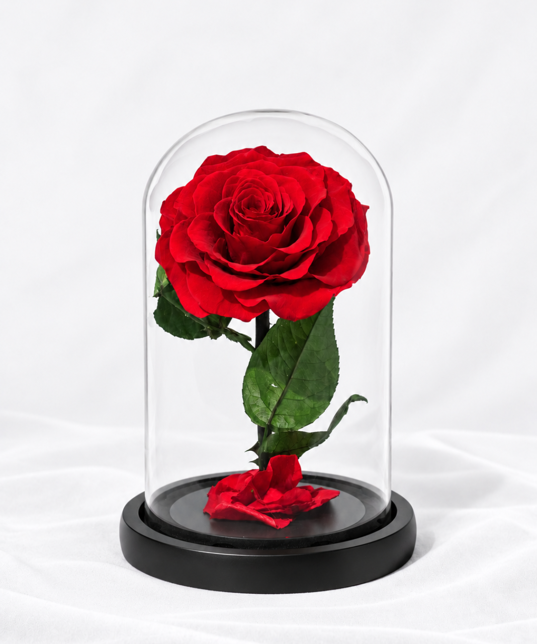 Luxury red forever rose preserved under a clear glass dome an everlasting red rose gift for anniversaries, Valentine's Day and romantic occasions, with flower gifting delivery in Abu Dhabi and Dubai, UAE.