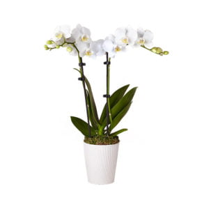 White Orchid Phalaenopsis