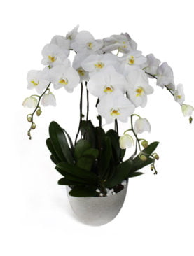 Phalaenopsis White Orchid