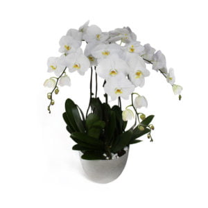 Phalaenopsis white orchid