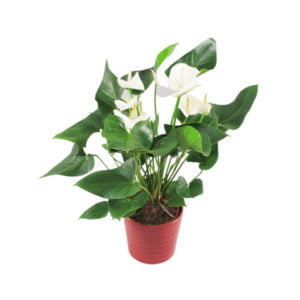 White Anthurium Plant