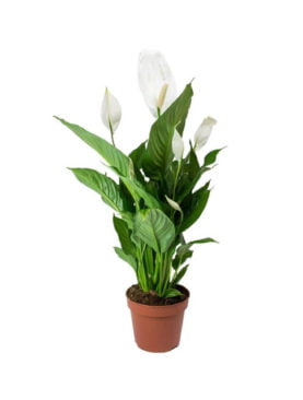 Lilly Spathiphyllum Indoor Plant