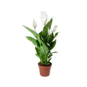 Lilly Spathiphyllum Indoor Plant