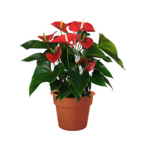 Red Anthurium Plant