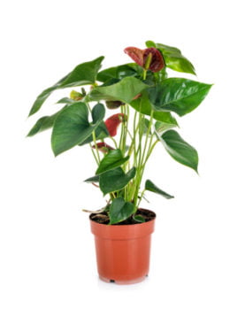 Lovely Red Anthurium Plant
