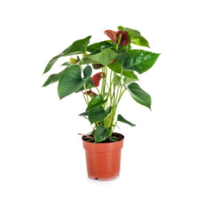 Lovely Red Anthurium Plant