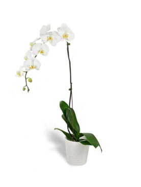 Single Phalaenopsis White Orchid