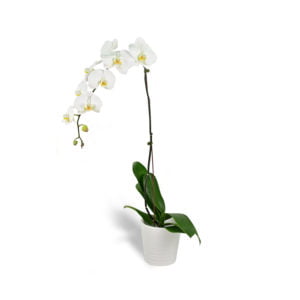 Single Phalaenopsis White Orchid