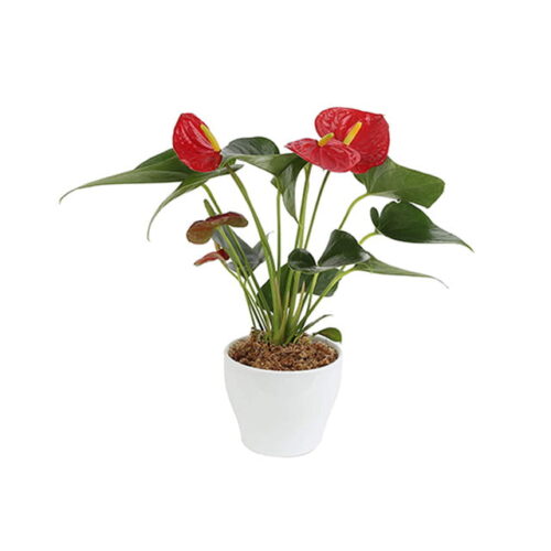 Anthurium Plant in Ceramic Pot