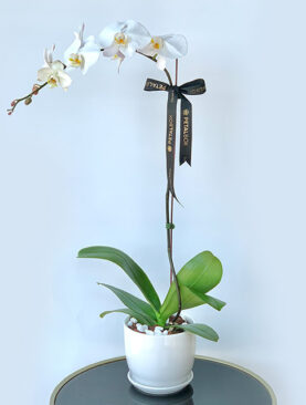 Single Phalaenopsis White Orchid