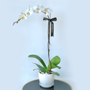 Single-Phalaenopsis-White-Orchid