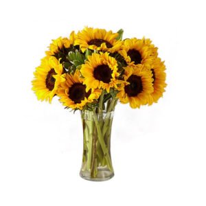 12 Long Stem Sunflowers