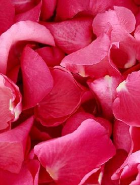 Pink Roses Petals