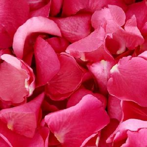 Pink-Roses-Petals