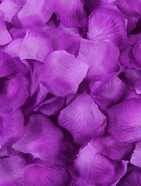 Purple Roses Petals