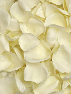 White Roses Petals
