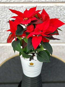 Poinsettia Red Plant