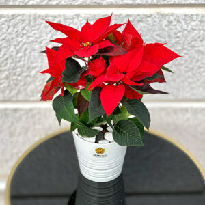 Poinsettia-Red-Plant