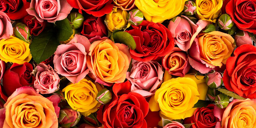 The History and Symbolism of Roses