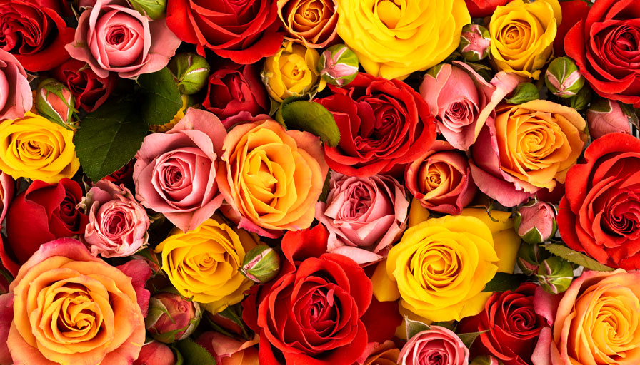 The History and Symbolism of Roses