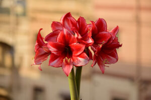 Amaryllis