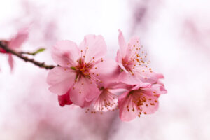 Daffodils and Cherry Blossoms