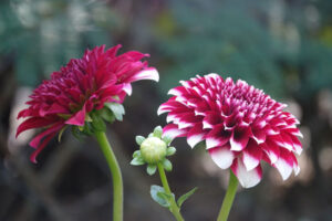 Dahlias