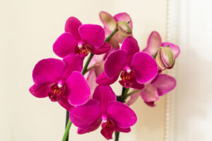 Orchids