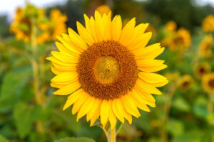 Sunflowers