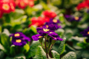 Violets-and-Primroses