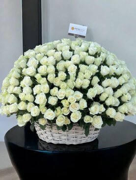 300 White Roses Basket