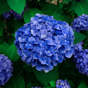 Hydrangeas