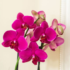 Orchids