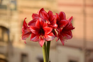 Amaryllis