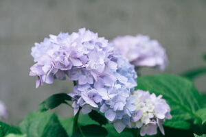 Hydrangeas