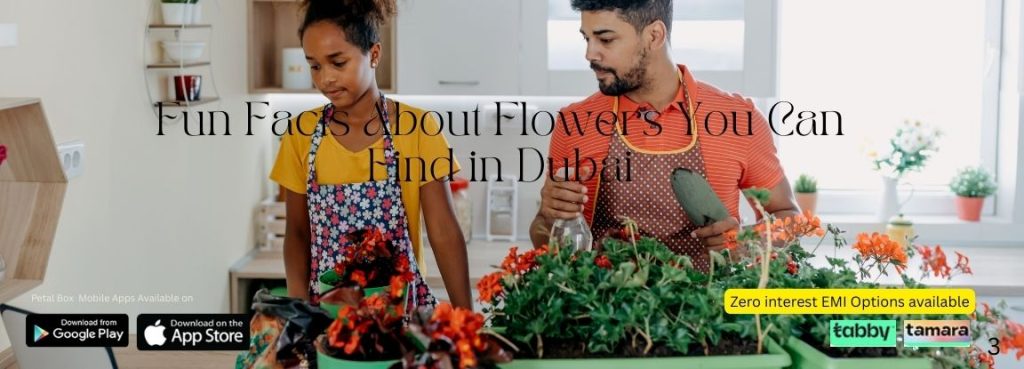 Fun Facts About Flowers You Can Find in Dubai
